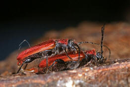 Pyrrhidium sanguineum / Rothaarbock / Bockkfer - Cerambycidae