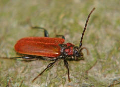 Pyrrhidium sanguineum / Rothaarbock / Bockkfer - Cerambycidae