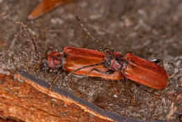 Pyrrhidium sanguineum / Rothaarbock / Bockkfer - Cerambycidae