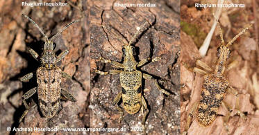 Fotovergleich R. mordax, R. sycophanta und R. inquisitor