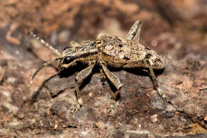 Rhagium inquisitor / Schrotbock / Kleiner Zangenbock / Bockkfer - Cerambycidae - Lepturinae