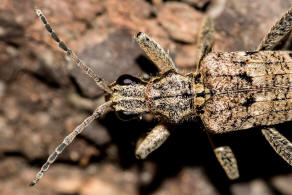 Rhagium inquisitor / Schrotbock / Kleiner Zangenbock / Bockkfer - Cerambycidae - Lepturinae