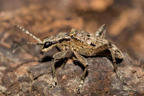 Rhagium inquisitor / Schrotbock / Kleiner Zangenbock / Bockkfer - Cerambycidae - Lepturinae