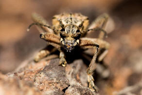 Rhagium inquisitor / Schrotbock / Kleiner Zangenbock / Bockkfer - Cerambycidae - Lepturinae