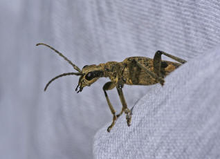 Rhagium mordax / Laubholz-Zangenbock / Schrot-Zangenbock / Schwarzfleckiger Zangenbock / Bissiger Zangenbock / Bockkfer - Cerambycidae