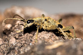 Rhagium mordax / Laubholz-Zangenbock / Schrot-Zangenbock / Schwarzfleckiger Zangenbock / Bissiger Zangenbock / Bockkfer - Cerambycidae