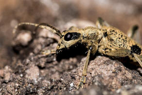 Rhagium mordax / Laubholz-Zangenbock / Schrot-Zangenbock / Schwarzfleckiger Zangenbock / Bissiger Zangenbock / Bockkfer - Cerambycidae