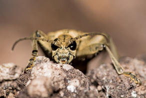 Rhagium mordax / Laubholz-Zangenbock / Schrot-Zangenbock / Schwarzfleckiger Zangenbock / Bissiger Zangenbock / Bockkfer - Cerambycidae