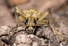 Rhagium mordax / Laubholz-Zangenbock / Schrot-Zangenbock / Schwarzfleckiger Zangenbock / Bissiger Zangenbock / Bockkfer - Cerambycidae