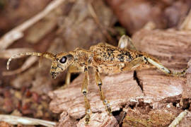 Rhagium sycophanta / Eichen-Zangenbock / Bockkfer - Cerambycidae