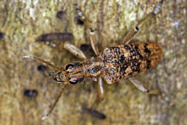 Rhagium sycophanta / Eichen-Zangenbock / Bockkfer - Cerambycidae