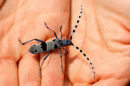 Rosalia alpina / Alpenbock / Familie: Bockkfer - Cerambycidae / Unterfamilie: Cerambycinae