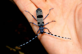 Rosalia alpina / Alpenbock / Familie: Bockkfer - Cerambycidae / Unterfamilie: Cerambycinae