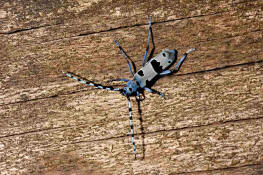 Rosalia alpina / Alpenbock / Familie: Bockkfer - Cerambycidae / Unterfamilie: Cerambycinae