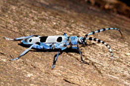 Rosalia alpina / Alpenbock / Familie: Bockkfer - Cerambycidae / Unterfamilie: Cerambycinae