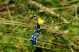 Rosalia alpina / Alpenbock / Familie: Bockkfer - Cerambycidae / Unterfamilie: Cerambycinae