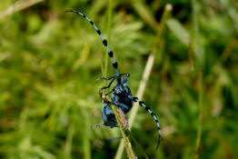 Rosalia alpina / Alpenbock / Familie: Bockkfer - Cerambycidae / Unterfamilie: Cerambycinae