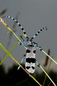 Rosalia alpina / Alpenbock / Familie: Bockkfer - Cerambycidae / Unterfamilie: Cerambycinae