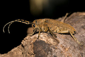 Saperda carcharias / Groer Pappelbock / Bockkfer - Cerambycidae - Lamiinae