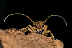 Saperda carcharias / Groer Pappelbock / Bockkfer - Cerambycidae - Lamiinae