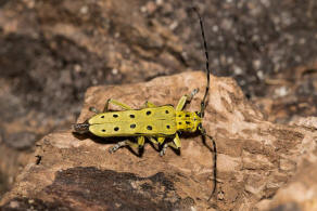 Saperda perforata / Gefleckter Pappelbock / Bockkfer - Cerambycidae - Lamiinae