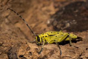 Saperda perforata / Gefleckter Pappelbock / Bockkfer - Cerambycidae - Lamiinae