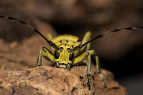 Saperda perforata / Gefleckter Pappelbock / Bockkfer - Cerambycidae - Lamiinae