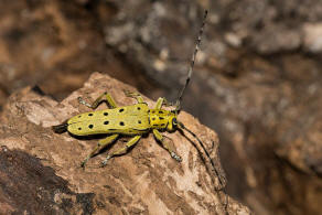 Saperda perforata / Gefleckter Pappelbock / Bockkfer - Cerambycidae - Lamiinae