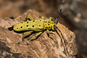 Saperda perforata / Gefleckter Pappelbock / Bockkfer - Cerambycidae - Lamiinae