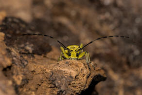 Saperda perforata / Gefleckter Pappelbock / Bockkfer - Cerambycidae - Lamiinae