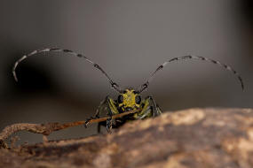 Saperda scalaris / Leiterbock / Bockkfer - Cerambycidae - Lamiinae