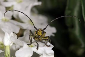 Saperda scalaris / Leiterbock / Bockkfer - Cerambycidae - Lamiinae