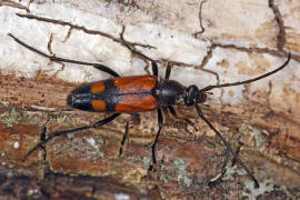 Stenurella bifasciata / Zweibindiger Schmalbock (syn. Strangalia bifasciata) / Bockkfer - Cerambycidae - Lepturinae - Schmalbcke