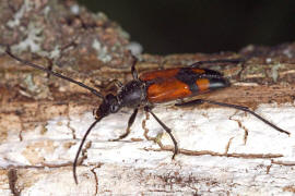 Stenurella bifasciata / Zweibindiger Schmalbock (syn. Strangalia bifasciata) / Bockkfer - Cerambycidae - Lepturinae - Schmalbcke