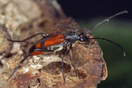 Stenurella bifasciata / Zweibindiger Schmalbock (syn. Strangalia bifasciata) / Bockkfer - Cerambycidae - Lepturinae - Schmalbcke