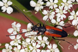 Stenurella melanura / Kleiner Schmalbock / Bockkfer - Cerambycidae - Lepturinae - Schmalbcke