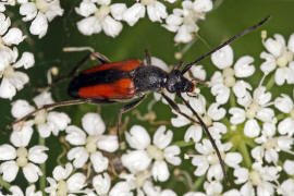 Stenurella melanura / Kleiner Schmalbock / Bockkfer - Cerambycidae - Lepturinae - Schmalbcke