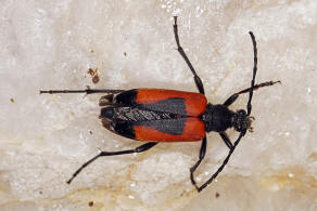 Stictoleptura cordigera / Beherzter Halsbock / Bockkfer - Cerambycidae - Lepturinae - Schmalbcke