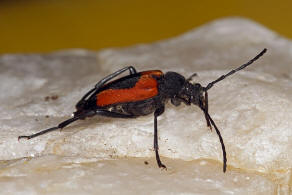 Stictoleptura cordigera / Beherzter Halsbock / Bockkfer - Cerambycidae - Lepturinae - Schmalbcke