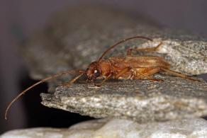 Stromatium fulvum (Villers, 1789) / = Stromatium unicolor (Olivier, 1795) / Bockkfer - Cerambycidae - Cerambycinae