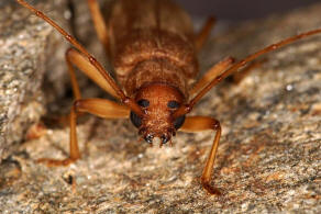 Stromatium fulvum (Villers, 1789) / = Stromatium unicolor (Olivier, 1795) / Bockkfer - Cerambycidae - Cerambycinae