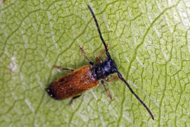 Tetrops praeustus / Gelber Pflaumenbock / Bockkfer - Cerambycidae - Lamiinae