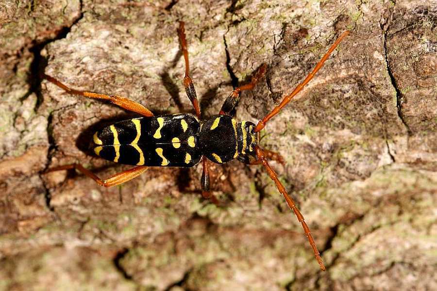 Plagionotus arcuatus / Eichen-Widderbock / Familie: Bockkäfer - Cerambycidae