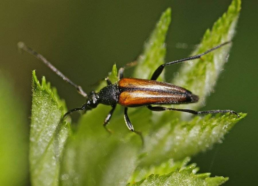 Stenurella melanura / Kleiner Schmalbock / Bockkäfer - Cerambycidae - Lepturinae - Schmalböcke