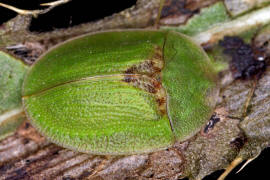 Cassida rubiginosa / Distelschildkfer / Blattkfer - Chrysomelidae - Cassidinae