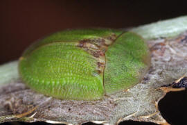 Cassida rubiginosa / Distelschildkfer / Blattkfer - Chrysomelidae - Cassidinae