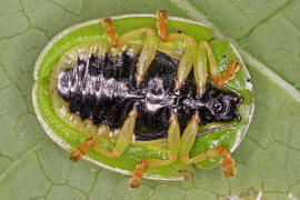 Cassida viridis / Grner Schildkfer / Blattkfer - Chrysomelidae - Cassidinae