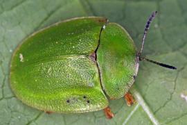 Cassida viridis / Grner Schildkfer / Blattkfer - Chrysomelidae - Cassidinae