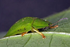 Cassida viridis / Grner Schildkfer / Blattkfer - Chrysomelidae - Cassidinae