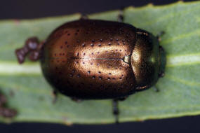 Chrysolina hyperici / Johanniskraut-Blattkfer / Blattkfer - Chrysomelidae - Chrysomelinae